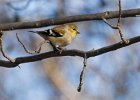 Goldfinch-0022.jpg