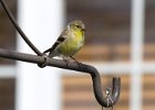 Goldfinch-0030.jpg