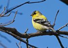 Goldfinch-0031.jpg
