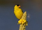 Goldfinch-0035.jpg