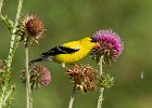 Goldfinch-0037.jpg