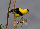 Goldfinch-0038.jpg