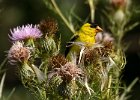 Goldfinch-0040.jpg