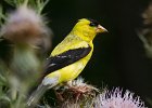 Goldfinch-0041.jpg