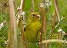 Goldfinch-0049.jpg