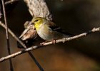 Goldfinch-0050.jpg