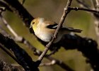 Goldfinch-0051.jpg