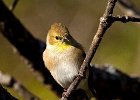 Goldfinch-0052.jpg