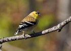 Goldfinch-0053.jpg