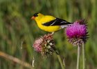 Goldfinch-0054.jpg