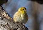 Goldfinch-0055.jpg