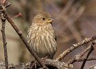 HouseFinch-0039.jpg