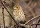 HouseFinch-0040.jpg