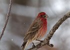 HouseFinch-0041.jpg