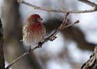 HouseFinch-0042.jpg