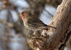 HouseFinch-0044.jpg