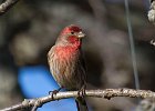 HouseFinch-0045.jpg
