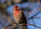HouseFinch-0046.jpg