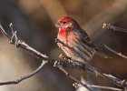 HouseFinch-0049.jpg