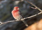 HouseFinch-0050.jpg