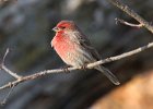HouseFinch-0051.jpg
