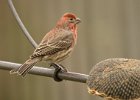 Housefinch-0003.jpg