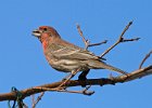 Housefinch-0018.jpg
