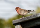 Housefinch-0019.jpg