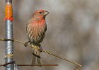 Housefinch-0020.jpg
