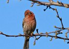 Housefinch-0021.jpg