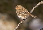Housefinch-0029.jpg
