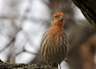 Housefinch-0031.jpg