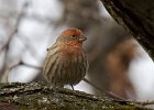 Housefinch-0032.jpg
