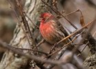 Housefinch-0033.jpg