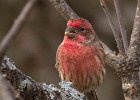 Housefinch-0034.jpg