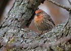 Housefinch-0035.jpg