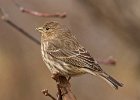 Housefinch-0036.jpg