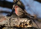 Housefinch-0037.jpg
