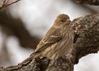 Housefinch-0038.jpg