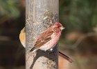 Purplefinch-0004.jpg