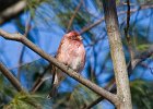 Purplefinch-0005.jpg