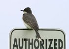 Flycatchers