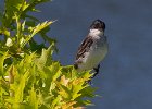 EKingbird-0016.jpg