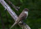 EPhoebe-0016.jpg