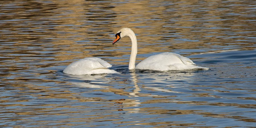 MuteSwan-0011