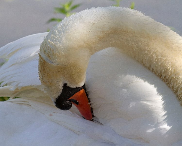 MuteSwan-0022