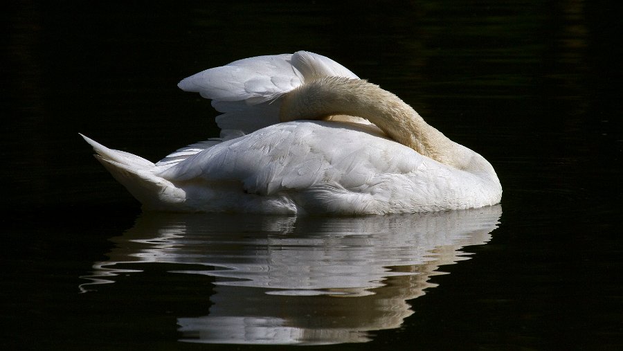 MuteSwan-0025