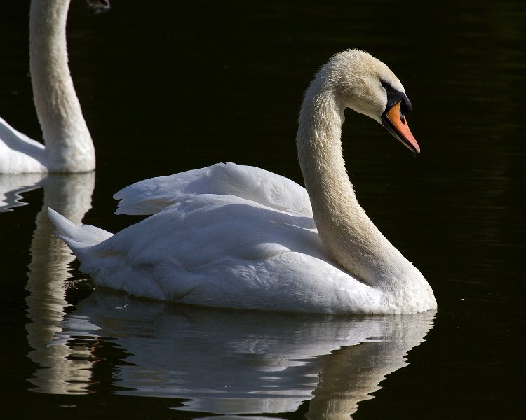 MuteSwan-0026