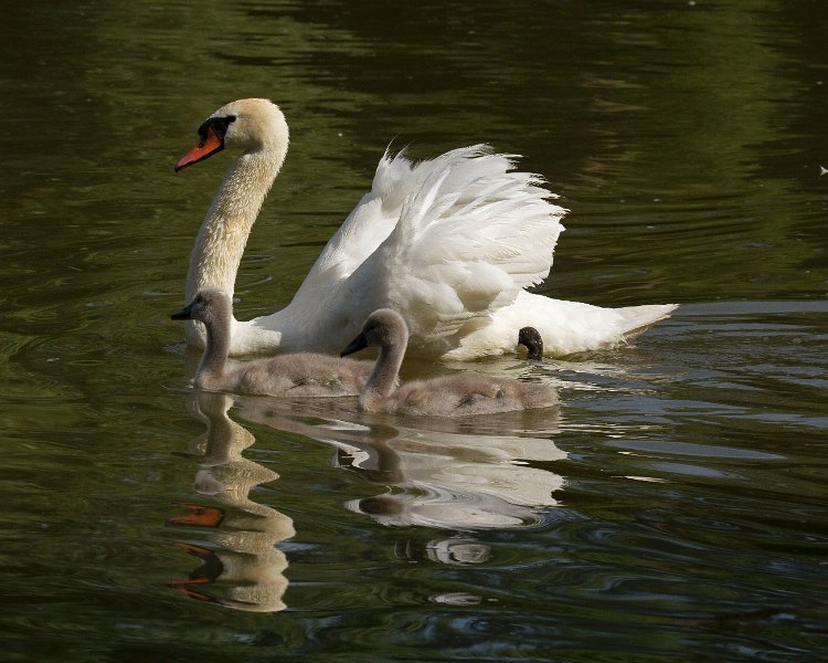 MuteSwan-0029