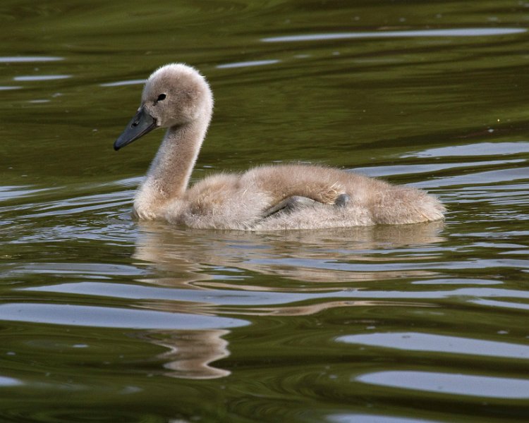 MuteSwan-0030